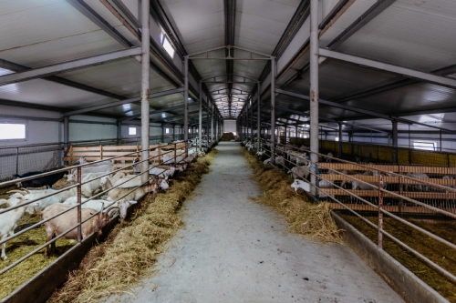 livestock facilities